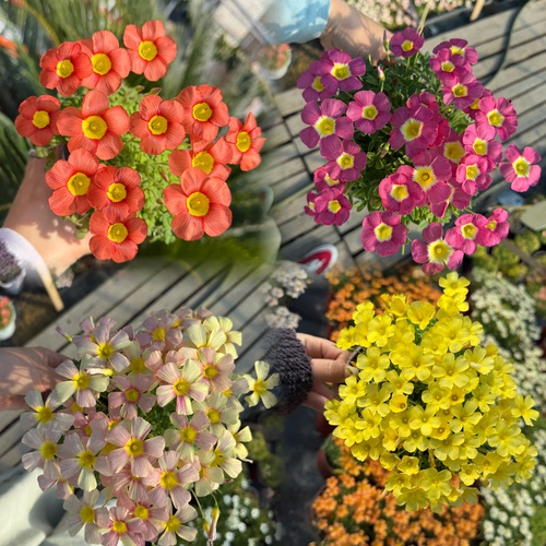 酢浆草 （ob晚花系列合集一）多年生秋植球根酢浆草植物5月发货