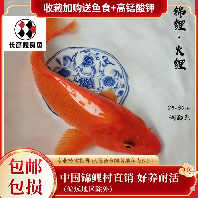 长彦 锦鲤冷水红金锦鲤鱼苗金鱼纯红火鲤好养易活精品纯色观赏鱼