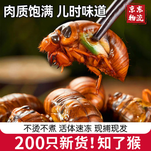 知了猴金蝉新鲜2026鲜活爬叉猴爬蚱松蝉
