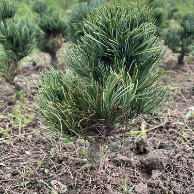 日本宫岛大阪松老桩黑松盆景小苗造型迎客松五针松杨梅黑松贵品松