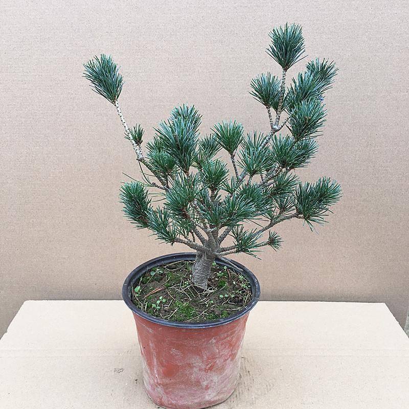 五针松短针五针松原杯原土五针松盆栽黑松嫁接的五针松小苗四季,鲜花速递/花卉仿真/绿植园艺,造型盆景,淘宝优惠券,粉丝福利购,淘宝优惠卷