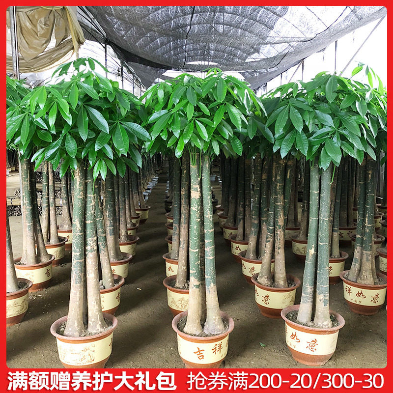 发财树盆栽 三杆平头发财树办公室家居送礼乔迁常绿净化空气绿植在类目 鲜花速递/花卉仿真/绿植园艺, 花卉/绿植盆栽（新）, 绿植中 - 来自Buy2taobao.com提供专业的淘宝代购服务