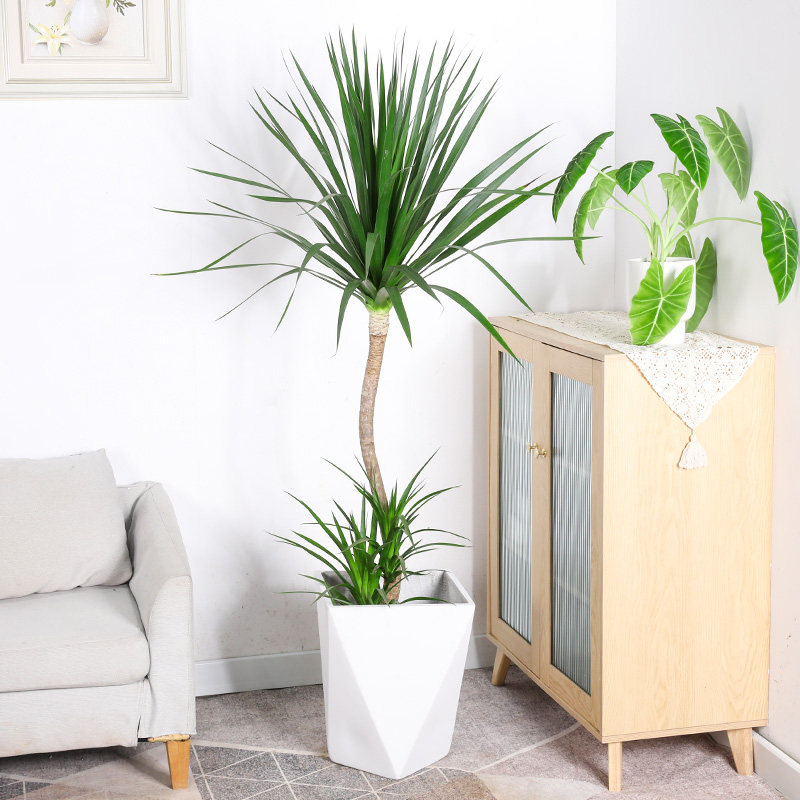 定制龙血树太空铁大型室内盆栽双层造型老桩植物网红荷兰铁客厅大