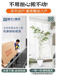 造景大植物庭院客厅观叶富贵竹四季 竹子盆栽室内中式 好养禅意绿植