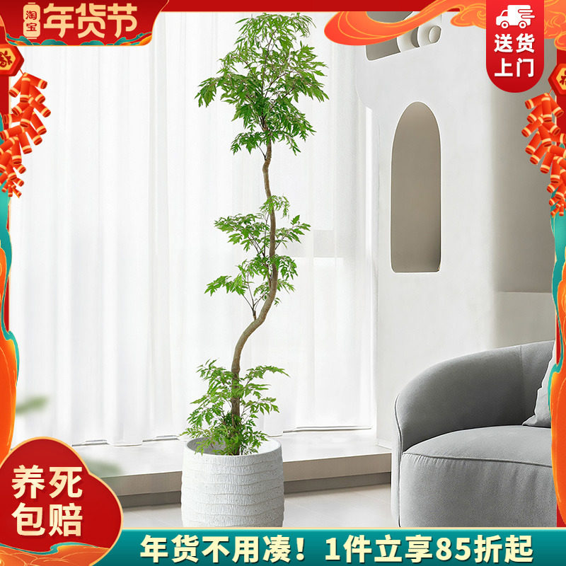 造型羽叶福禄桐盆栽四季常青室内客厅大型落地植物招财绿植金钱兜