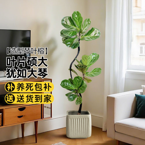 北欧造型琴叶榕盆栽，好养可选货