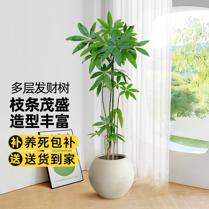 多层发财树客厅大盆栽室内办公室好养活招财旺宅植物四季常青盆景,鲜花速递/花卉仿真/绿植园艺,大型绿植/成品组合盆栽,淘宝优惠券,粉丝福利购,淘宝优惠卷