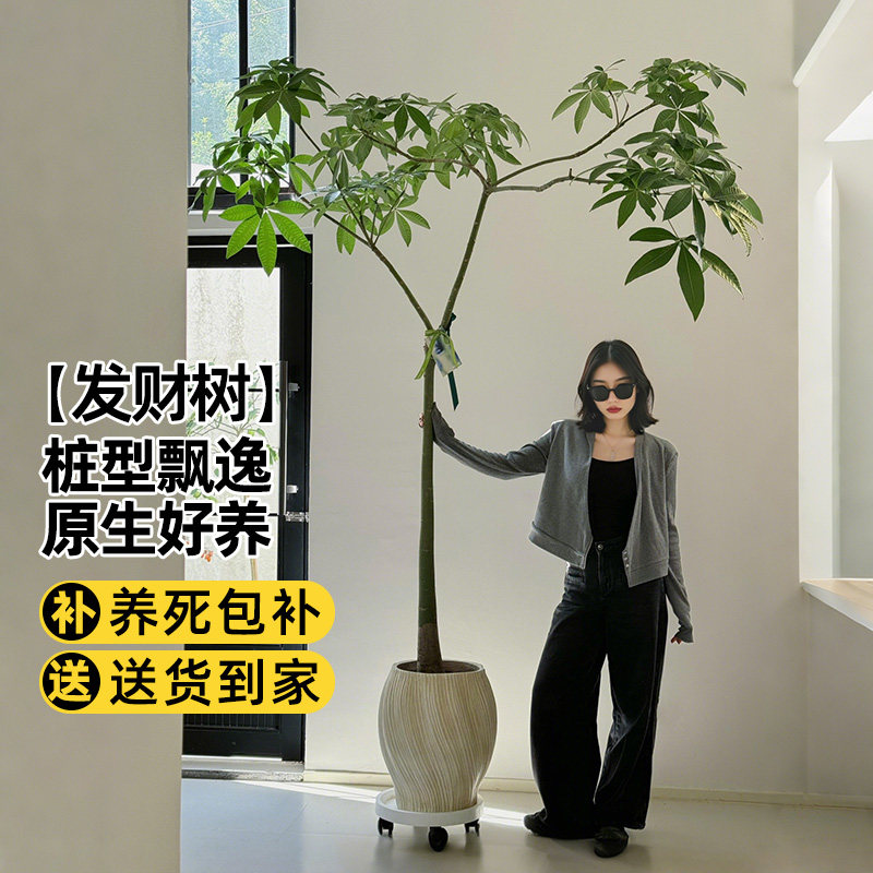 原生发财树客厅盆栽大招财植物室内办公室好养活绿植网红老桩盆景,鲜花速递/花卉仿真/绿植园艺,大型绿植/成品组合盆栽,淘宝优惠券,粉丝福利购,淘宝优惠卷