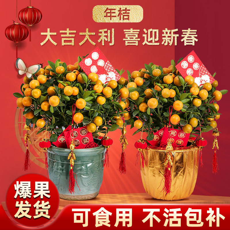 年桔带果盆栽客厅室内大型年宵绿植朱砂橘新年招财盆景四季金桔树,鲜花速递/花卉仿真/绿植园艺,绿植,淘宝优惠券,粉丝福利购,淘宝优惠卷