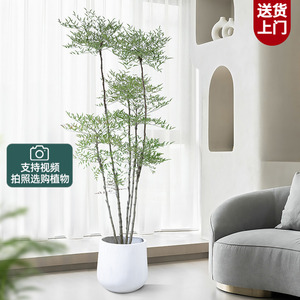 南天竹盆栽客厅大型老桩盆景观叶可水养吸甲醛网红植物室内真绿植