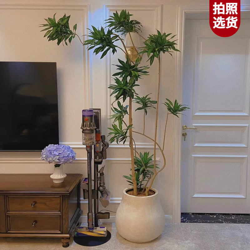 金心百合竹大盆栽室内好养植物除甲醛金边老桩龙血树客厅网红绿植使用感如何?
