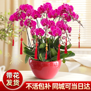 蝴蝶兰鲜花盆栽带花大盆室内真花带花苞双花剑同城特级高档年宵花