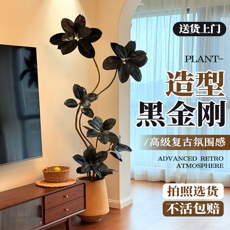 黑金刚橡皮树客厅盆栽大型北欧网红植物室内懒人好养旺宅老桩绿植