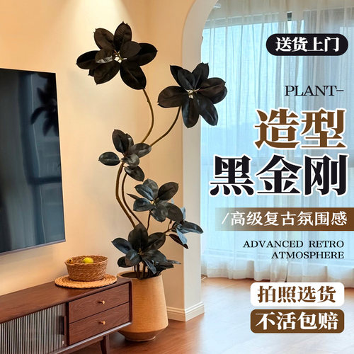 橡皮树黑金刚盆栽，新手轻松养活