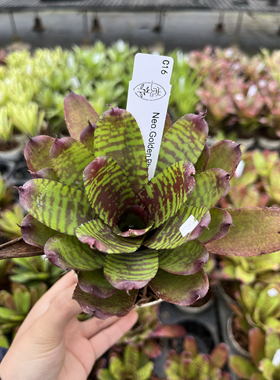 Neo.Golden Pheasant 小型虎斑积水凤梨