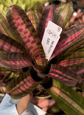 ［血斑马］Neo.Blod Zebra 小型积水凤梨