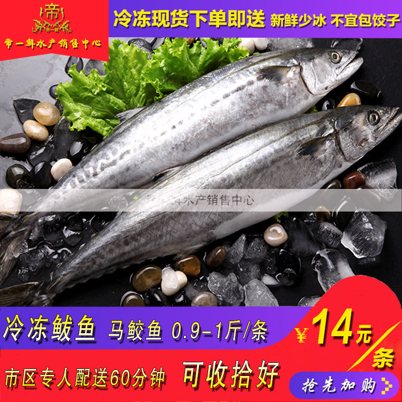 天津鲅鱼马鲛鱼台鲅鱼一条新鲜海鲜水产深海捕捞同城海鲜水产配送