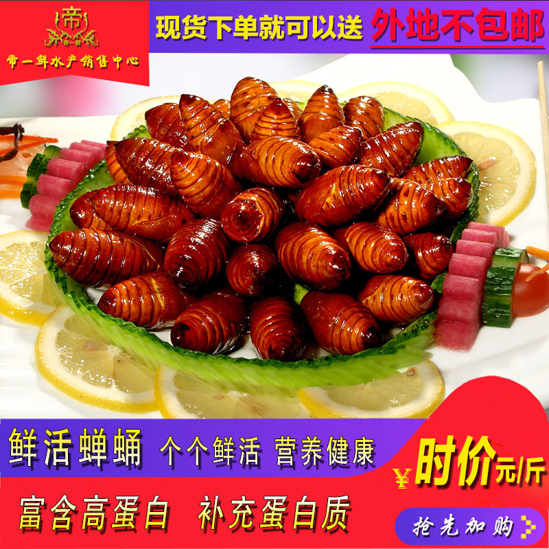 天津鲜活蝉蛹大黄柞蚕500g急送