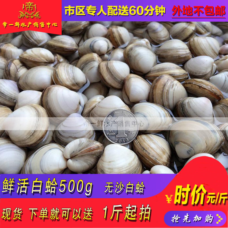 天津鲜活白蛤蛤蜊白蛤蜊青蛤花蛤现货500g同城海鲜水产贝类
