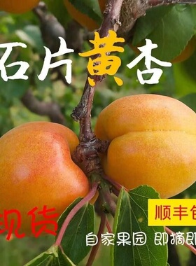 怀来石片黄杏张家口特产杏子新鲜水果5斤现摘现发顺丰包邮京津冀