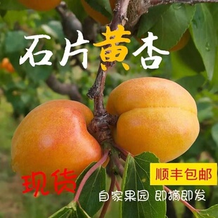 怀来石片黄杏张家口特产杏子新鲜水果5斤现摘现发顺丰包邮京津冀