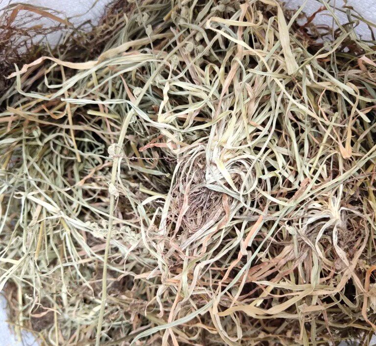中药材 肺经草 肺心草 深山野生 自然晾晒 散装新货500g