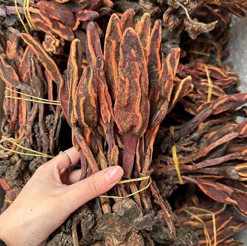 中药材野生回春草正宗不老草