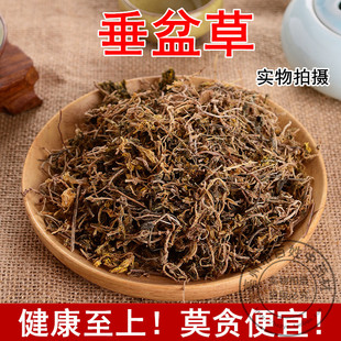 中药材 野生垂盆草 食用垂盆草茶 新鲜干货500g