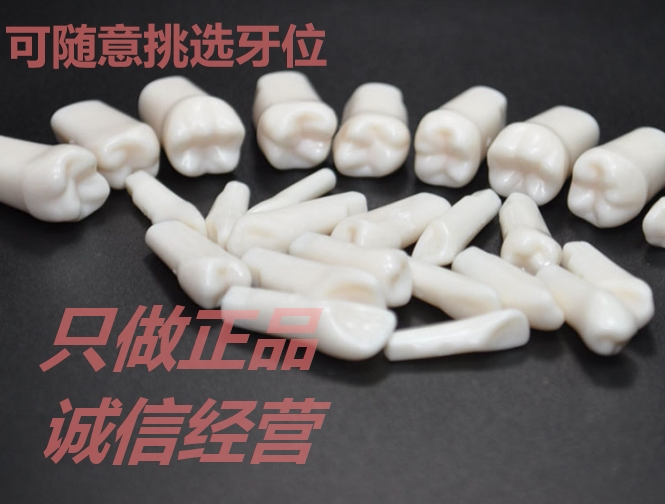 满10颗包邮日进正品牙体预备替换模型牙科教学