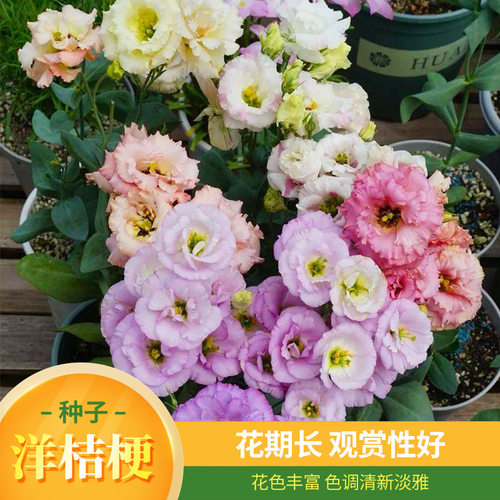 【撒土就活 适合新手】洋桔梗花种室内室外开花盆栽玫瑰花种籽