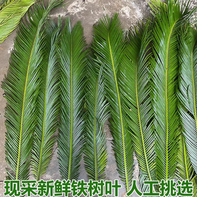 新鲜铁树叶现剪现发凤尾蕉叶朱蕉叶铁树叶子苏铁叶现摘现发