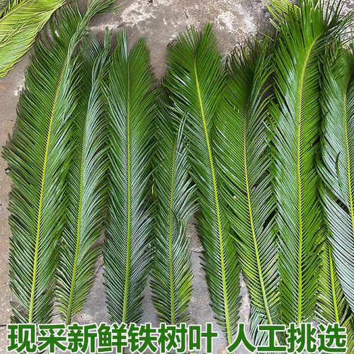 新鲜铁树叶现剪现发凤尾蕉叶朱蕉叶铁树叶子苏铁叶现摘现发