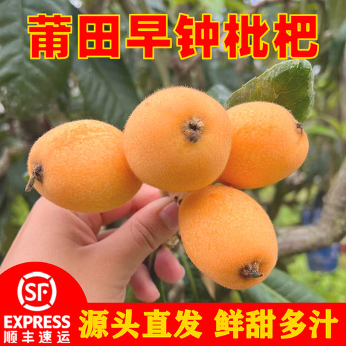 福建莆田早钟黄枇杷现摘多汁