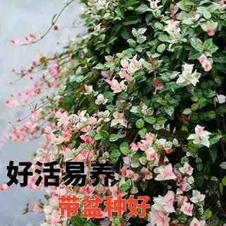 黄金花叶洛石盆栽室外阳台庭院耐热蔓藤四季常青带盆栽好造景素材