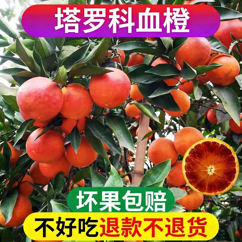 正宗重庆奉节特产【塔罗科血橙】新鲜应季水果现摘自家果园直发
