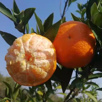 正宗重庆奉节脐橙【玫瑰香柑】新鲜应季水果现摘市内减十块