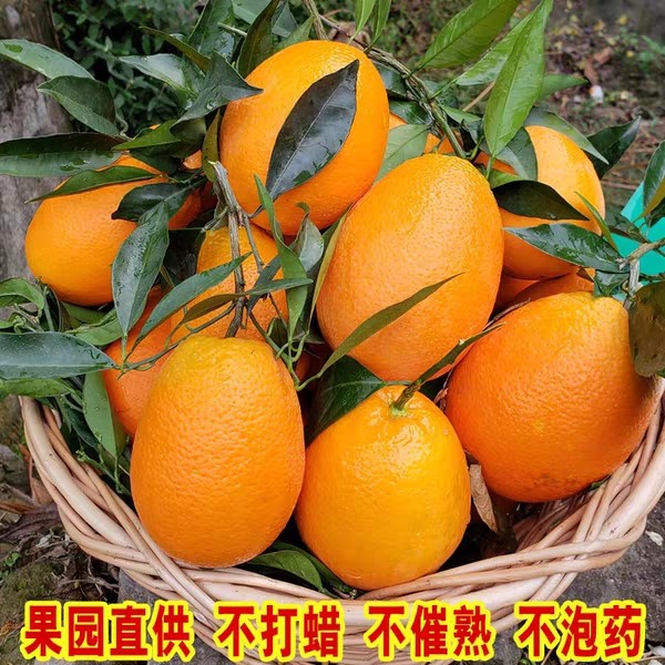 正宗重庆奉节脐橙【纽荷尔】新鲜应季水果果园直供现摘现发