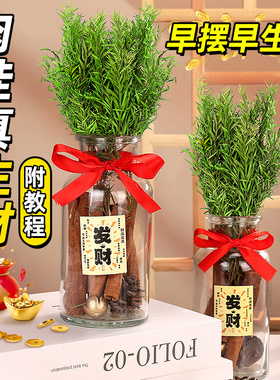 肉桂生财瓶招财聚财客厅ins风摆件玻璃瓶diy材料乔迁礼物搬家用品