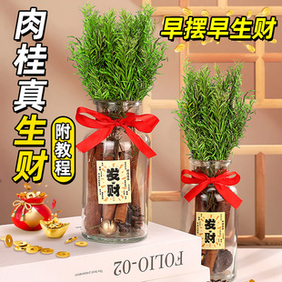 肉桂生财瓶招财聚财客厅ins风摆件玻璃瓶diy材料乔迁礼物搬家用品