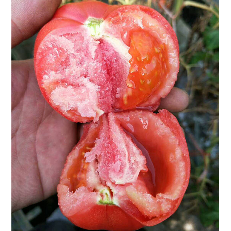 普罗旺斯西红柿陕西水果不打药不催熟自然成熟可生吃小时候的味道
