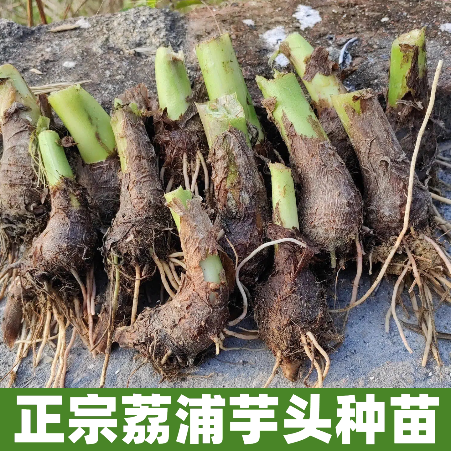 广西荔浦新鲜芋头苗小芋艿正宗大香芋栽培育子绿蔬菜农家种植苗物