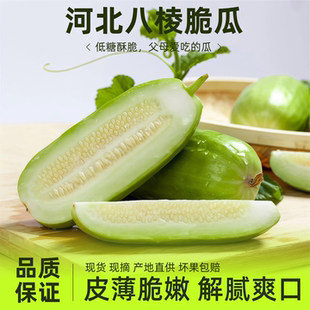 现摘现发河北青县八棱脆瓜老品种酥瓜菜瓜无糖新鲜水果蔬菜4.5斤