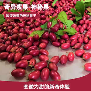 现摘新鲜神秘果鲜果酸变甜变味果 蜜拉圣果 神奇改变味觉果干解酒