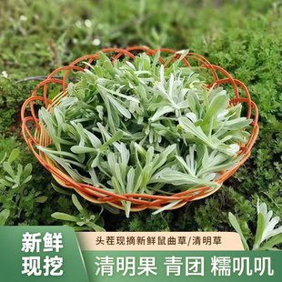 新鲜鼠曲草棉籽菜清明草做清明团子水牛花新鲜捻子菜软雀草现挖