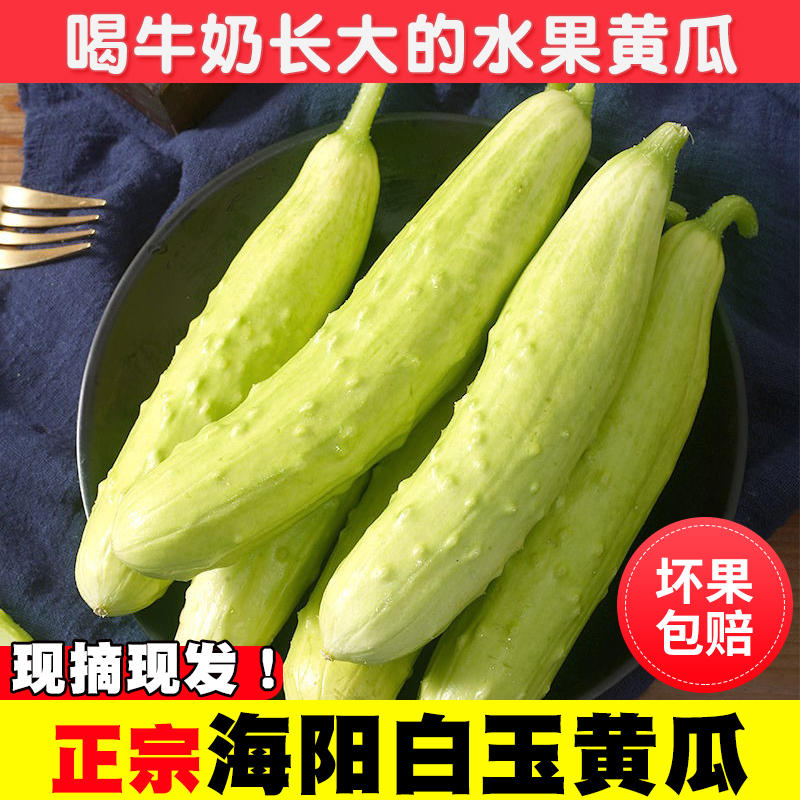 山东海阳白玉黄瓜新鲜生吃现摘水果小黄瓜孕妇即食青瓜旱黄瓜5斤