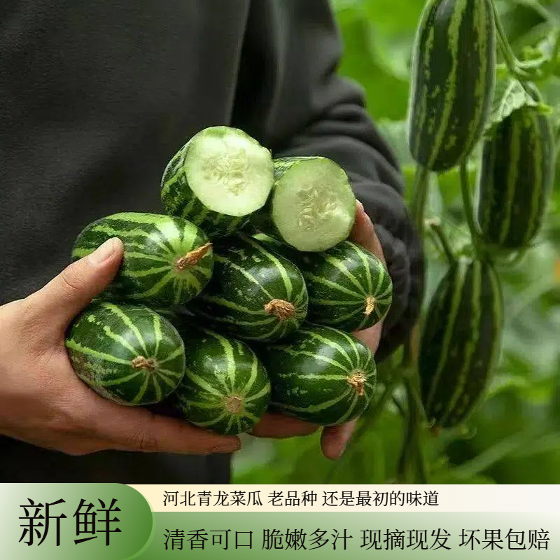 现摘新鲜河北青龙菜瓜脆瓜水果酥瓜特产蔬菜生吃无糖烧瓜花皮脆瓜