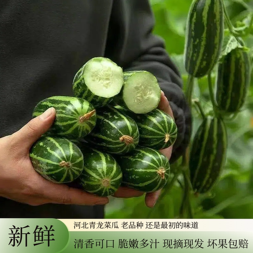 现摘新鲜河北青龙菜瓜脆瓜水果酥瓜特产蔬菜生吃无糖烧瓜花皮脆瓜