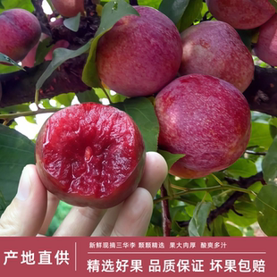 广东茂名钱排三华李新鲜红心李子水果当季樱桃孕妇信宜酸甜芙蓉李