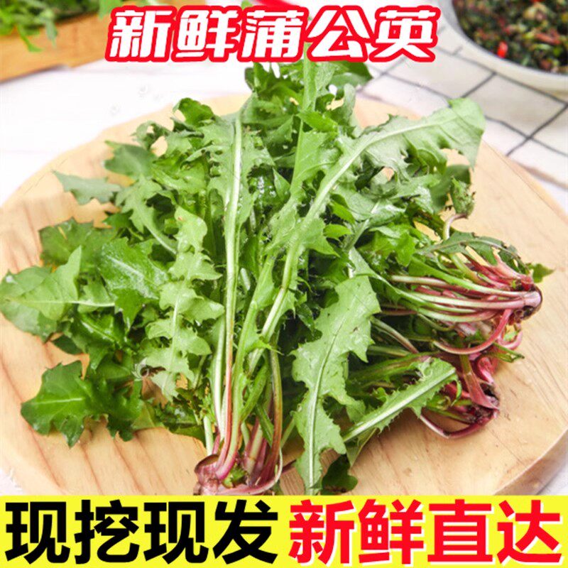 顺丰东北特产新鲜婆婆丁山菜现挖现发蒲公英苦菜苦麻子1斤包邮