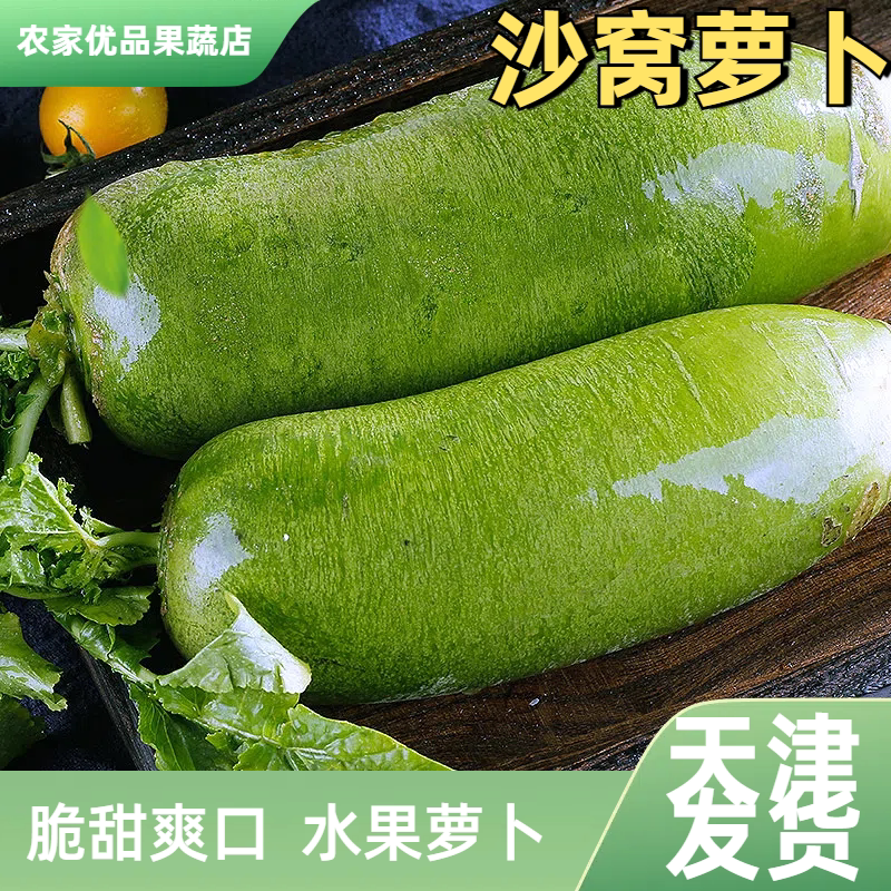 天津沙窝萝卜种子特大甜脆